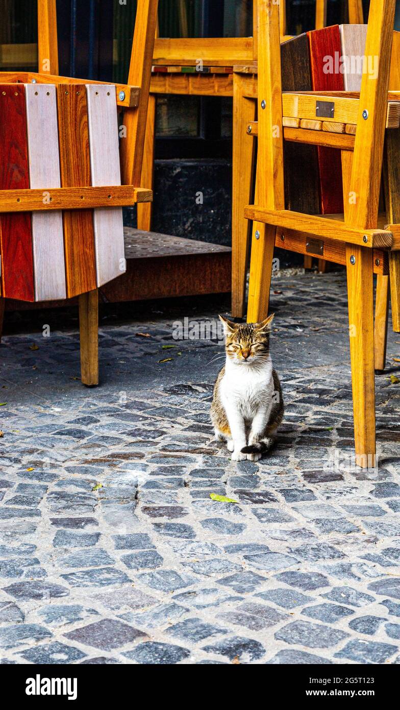 Un gato en un restaurante. Gatos de la ciudad. Un gato en la ciudad  Fotografía de stock - Alamy