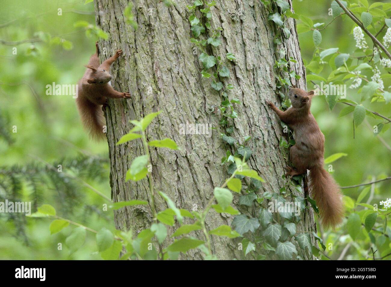 Ardilla roja europea, ardilla roja eurasiática (Sciurus vulgaris), dos ardillas suben en un tronco de árbol, Alemania, Mecklemburgo-Pomerania Occidental Foto de stock