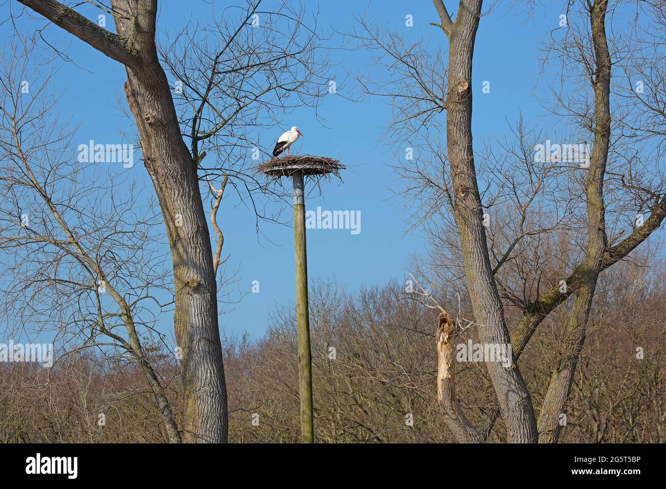 Cigüeña blanca (Ciconia ciclonia), en su nido sobre una ayuda de anidación, Bélgica, Flandes Occidental, Zwin reserva natural, Knokke Foto de stock
