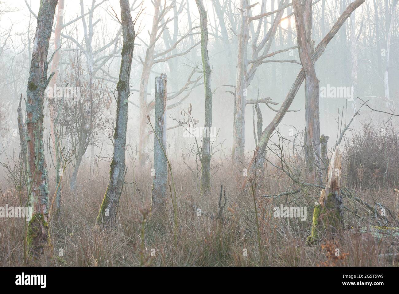 Aliso común, aliso negro, aliso europeo (Alnus glutinosa), bosque de arroyo en la reserva natural de Wellemeersen, Bélgica, Flandes Oriental, Wellemeersen, Aalst Foto de stock