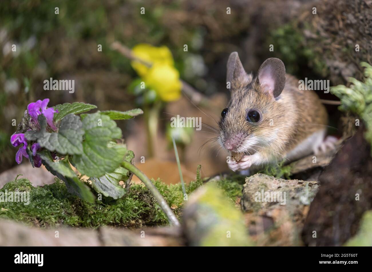 Ratón de cuello amarillo (Apodemus flavicollis), en el suelo del bosque, Alemania, Mecklemburgo-Pomerania Occidental Foto de stock