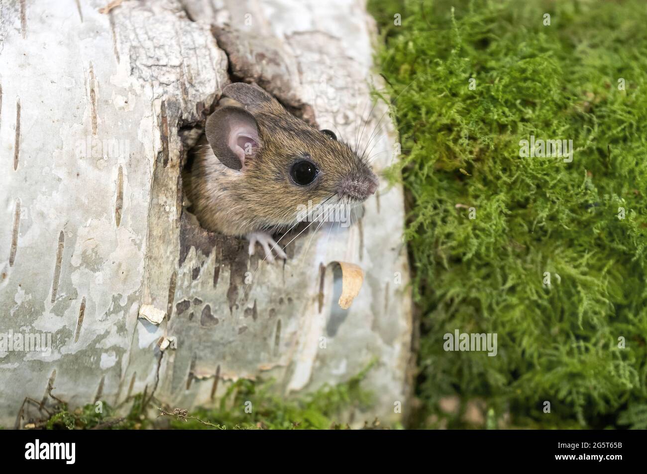 Ratón de cuello amarillo (Apodemus flavicollis), saliendo de un agujero en un tronco de abedul, Alemania, Mecklemburgo-Pomerania Occidental Foto de stock