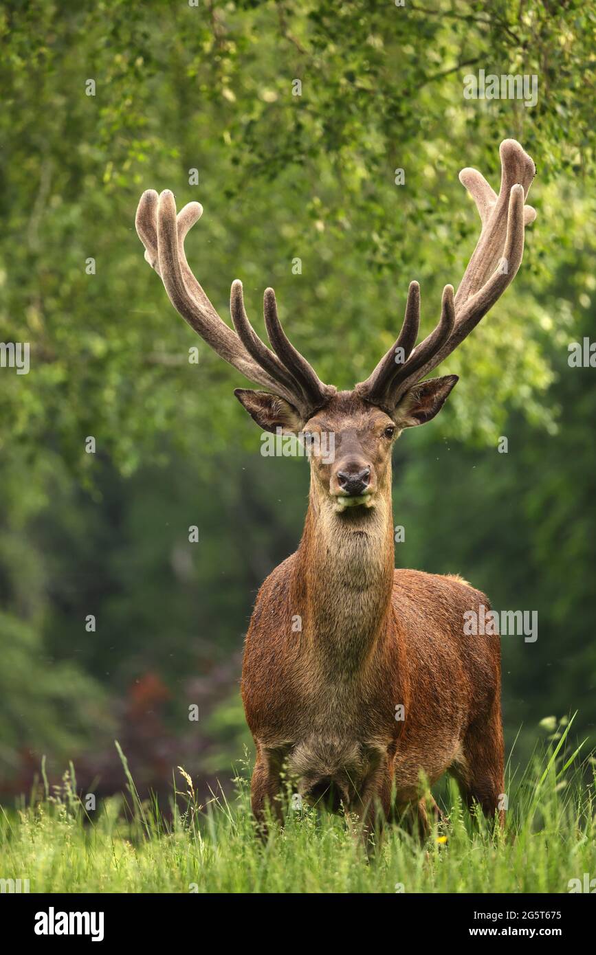Ciervo rojo (Cervus elaphus), ciervo con cuernos de terciopelo en un claro, Alemania, Sajonia, Erz Montañas Foto de stock