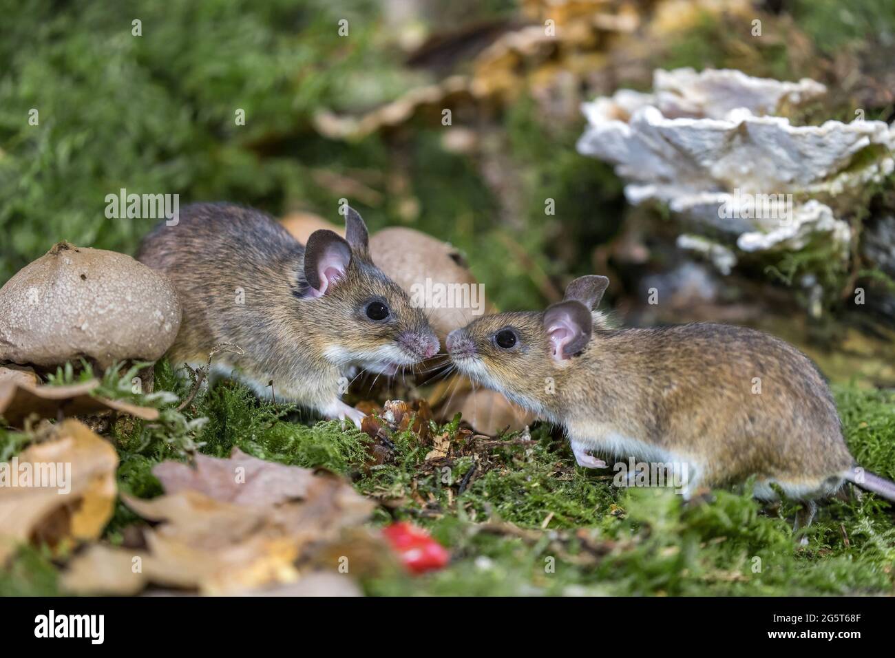 Ratón de cuello amarillo (Apodemus flavicollis), dos ratones de cuello amarillo se reúnen en el suelo del bosque, Alemania, Mecklemburgo-Pomerania Occidental Foto de stock