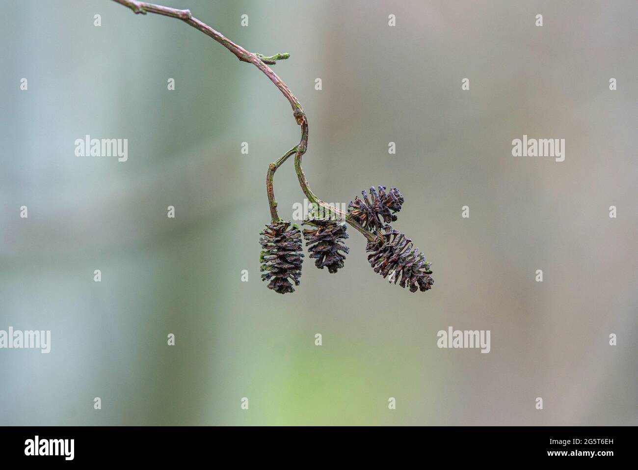 Aliso común, aliso negro, aliso europeo (Alnus glutinosa), conos, Alemania Foto de stock