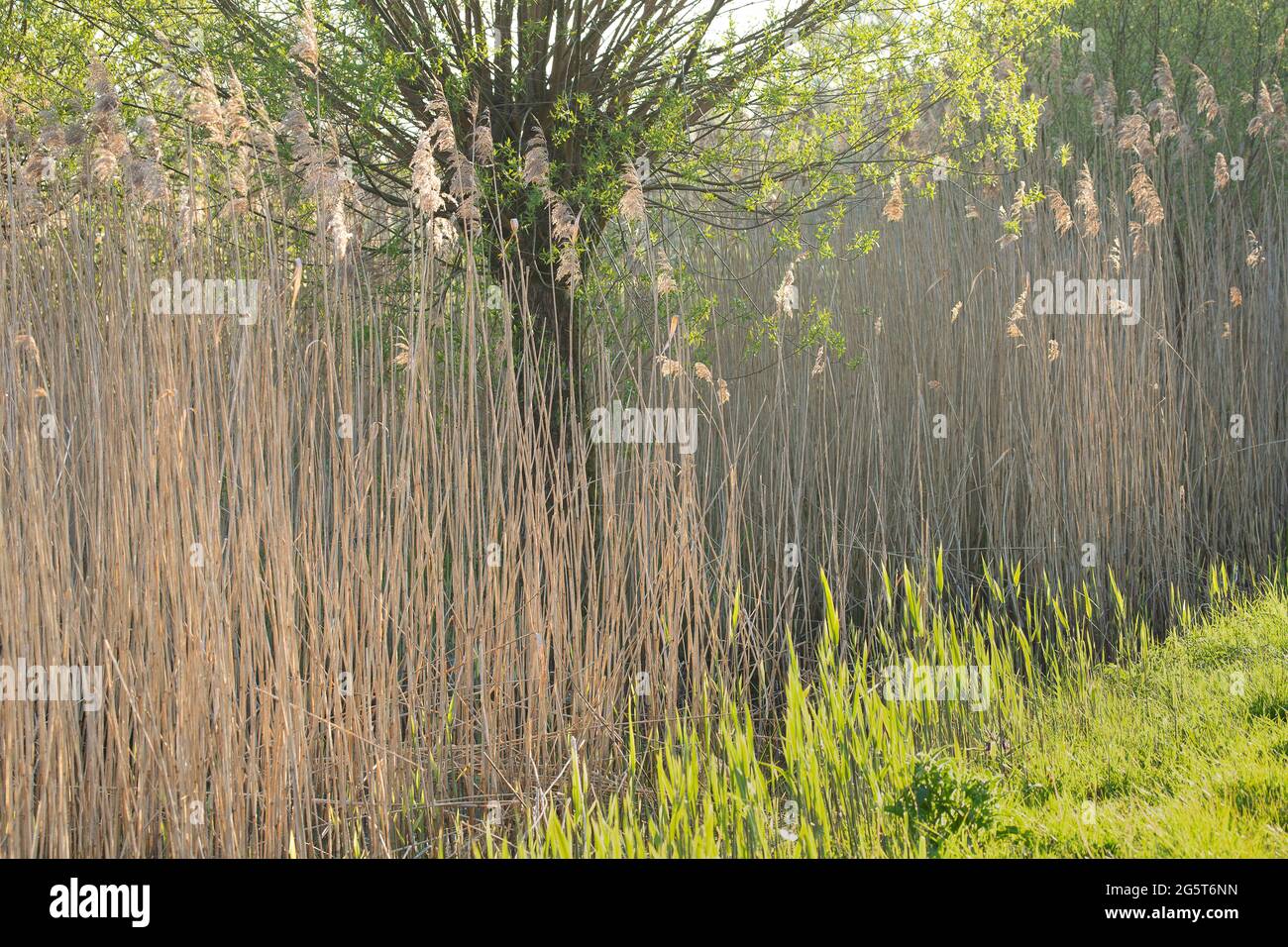 Pasto de caña, caña común (Phragmitas communis, Phragmitas australis), humedales en la reserva natural de Bourgoyen-Ossemeersen, Bélgica, Flandes Oriental, Foto de stock