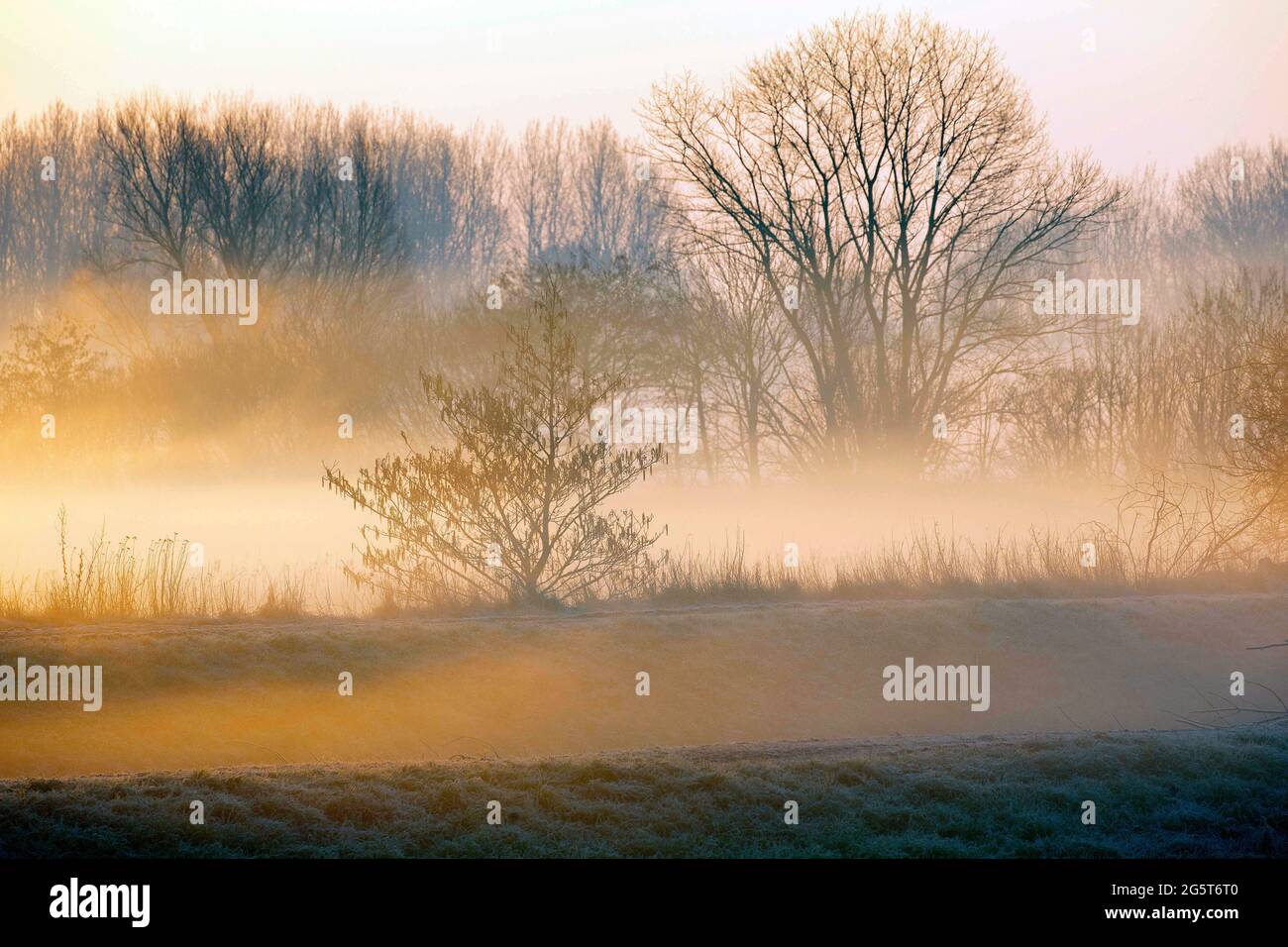 Mañana en la zona natural de De Drie Mussen, Bélgica, Flandes Occidental, De Drie Mussen, Diksmuide Foto de stock