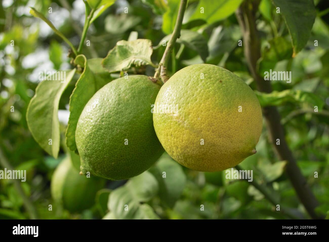 Limones inmaduros fotografías e imágenes de alta resolución - Alamy