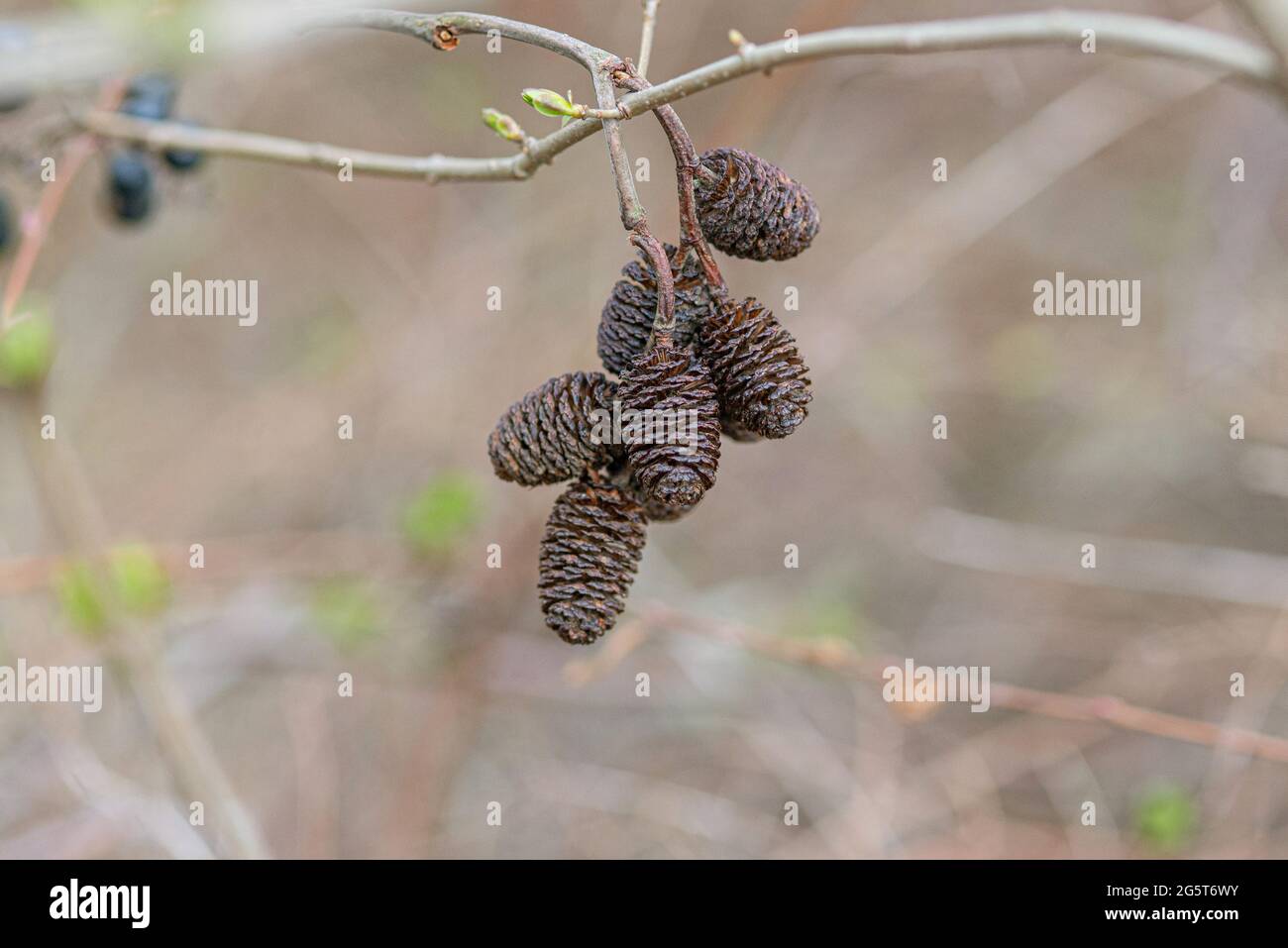 Aliso común, aliso negro, aliso europeo (Alnus glutinosa), conos, Alemania Foto de stock