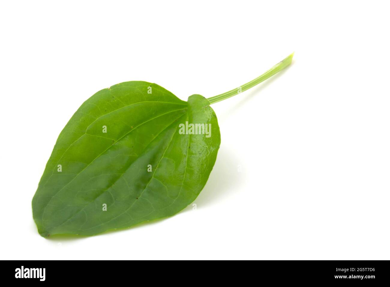 Hoja de plátano, planta medicinal aislada sobre fondo blanco Fotografía