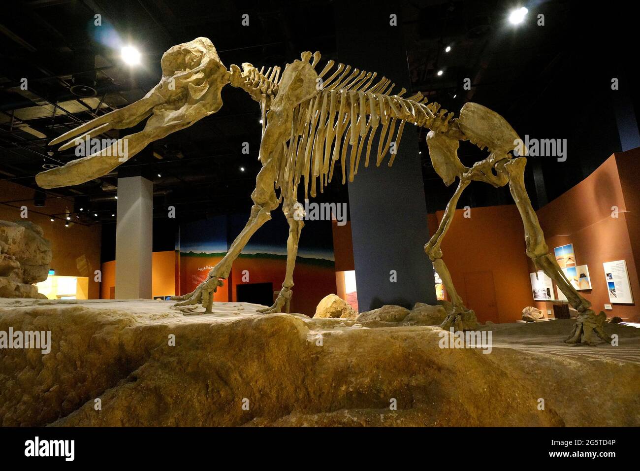 Réplica del esqueleto de dinosaurio mostrado en el Museo Nacional, Riyadh, Reino de Arabia Saudita, Oriente Medio. Foto tomada el 9 de agosto de 2017. Foto de stock