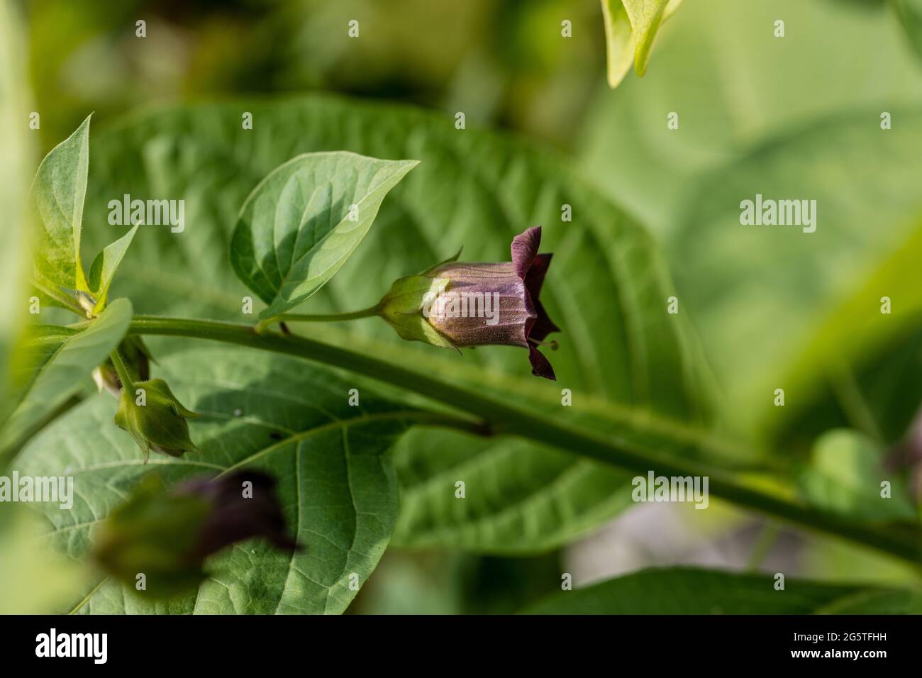 Pesadilla mortal, Belladonna (Atropa belladonna) Foto de stock