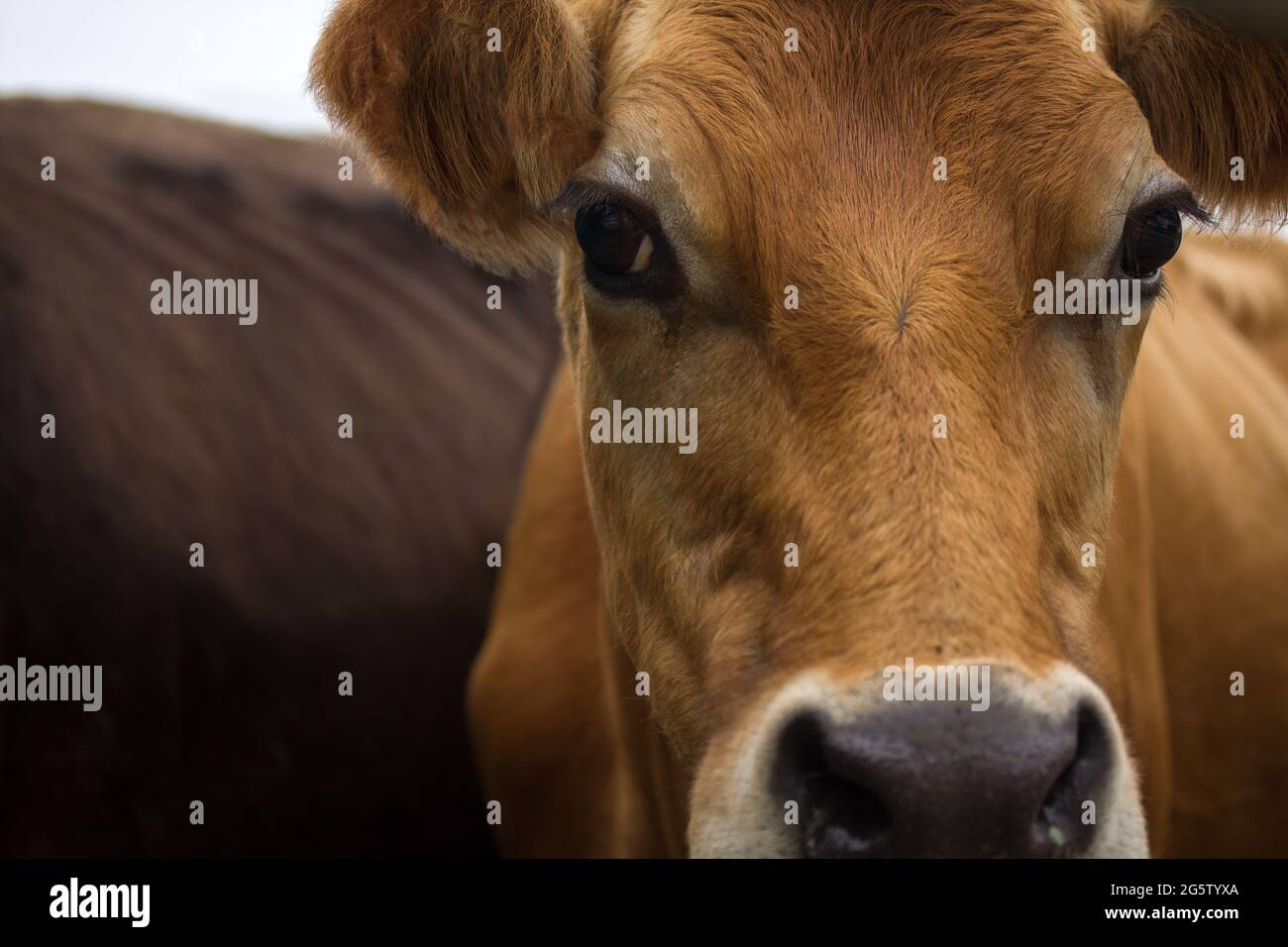 Vaca lechera mirando la cámara de primer plano marrón y negro dirección con espacio de copia Foto de stock