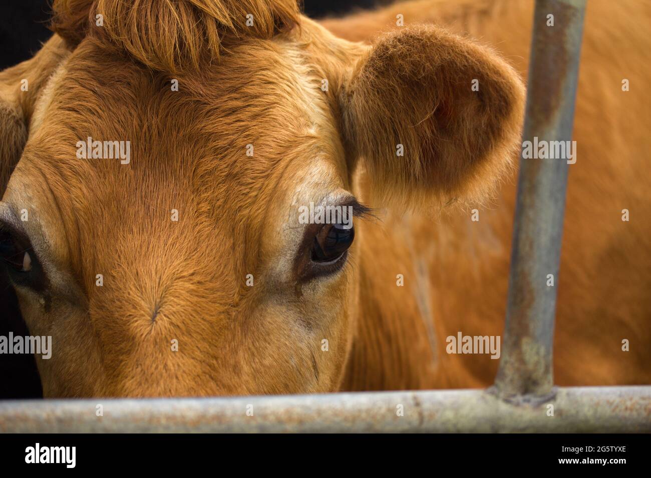 Vaca lechera mirando la cámara de primer plano dirección marrón con espacio de copia Foto de stock