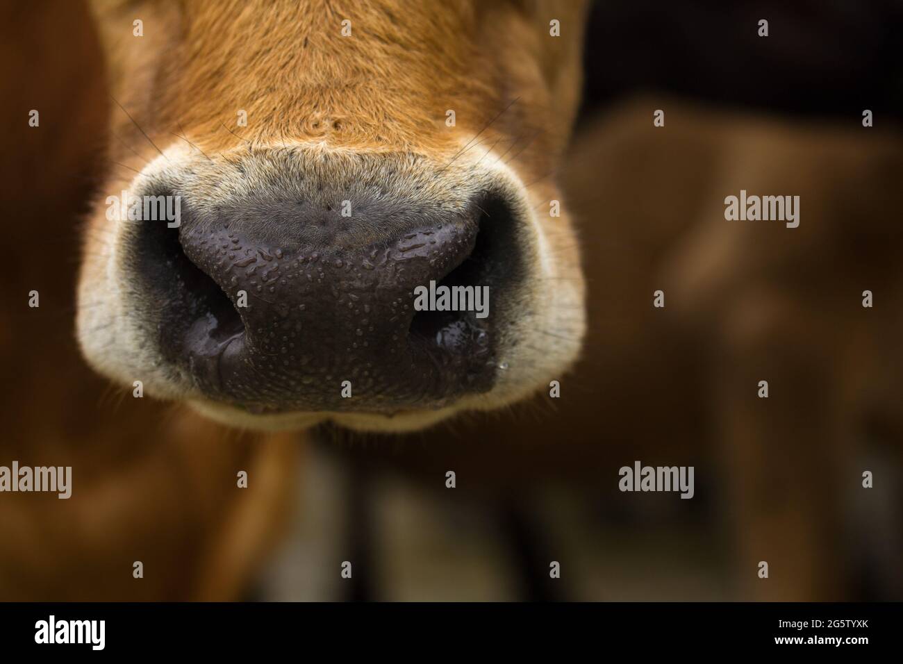 Nariz de vaca lechera Cierre de boca marrón con espacio de copia Foto de stock