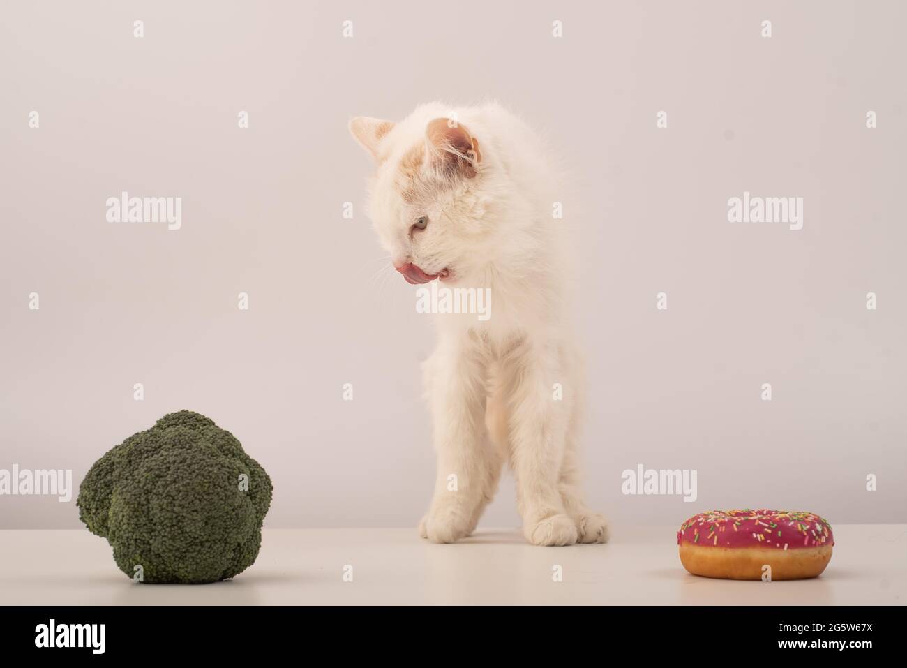 El gato escoge entre comida correcta y comida poco saludable sobre un fondo  blanco. Donut o brócoli Fotografía de stock - Alamy