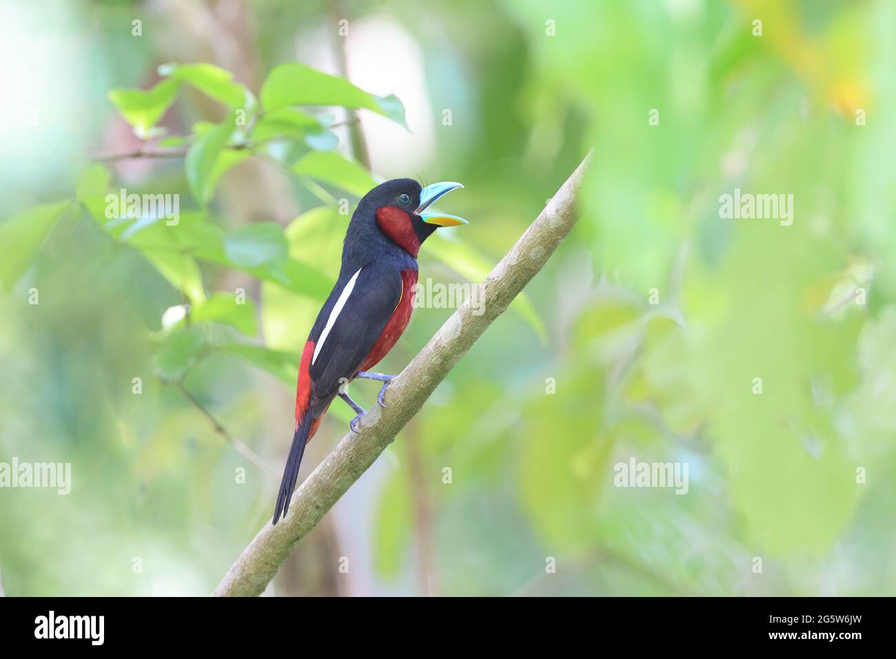 Aves con pico rojo fotografías e imágenes de alta resolución Alamy