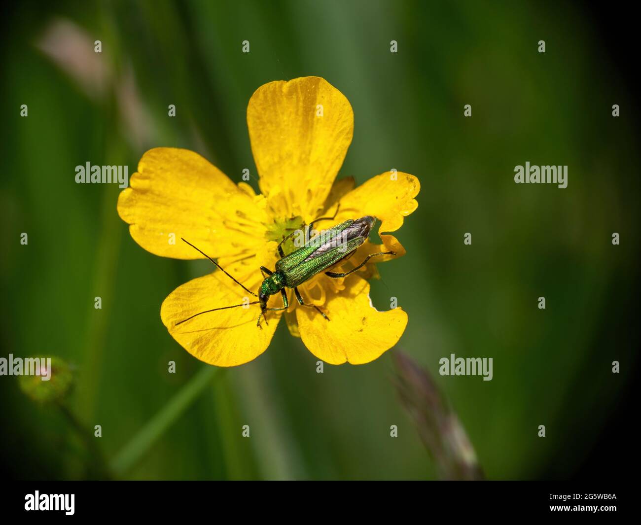 Beetle hinchado, Oedemera nobilis, escarabajo espeso-thighed de la flor en flor amarilla del buttercup. Foto de stock