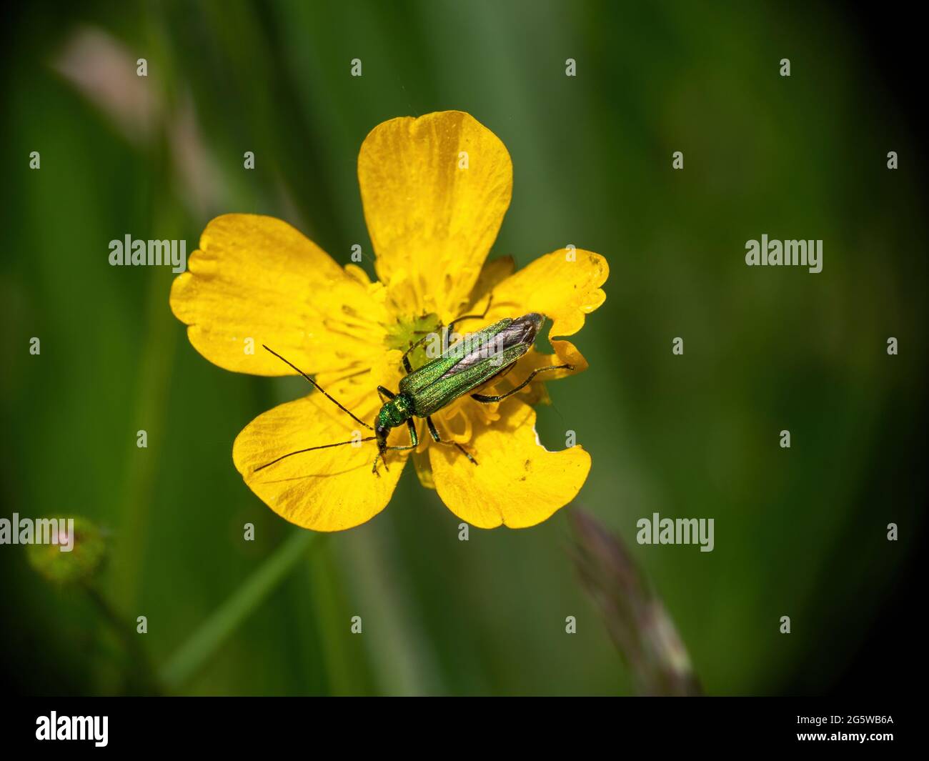 Beetle hinchado, Oedemera nobilis, escarabajo espeso-thighed de la flor en flor amarilla del buttercup. Foto de stock