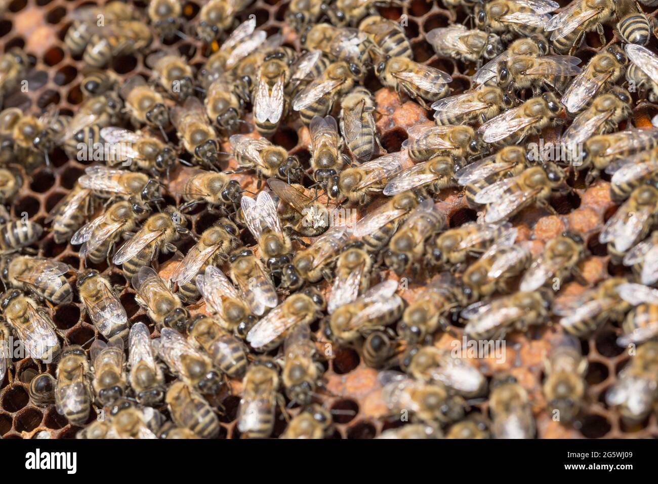 Panal de miel, abejas, miel en sellado y no sellado su célula y polen - cierre Foto de stock