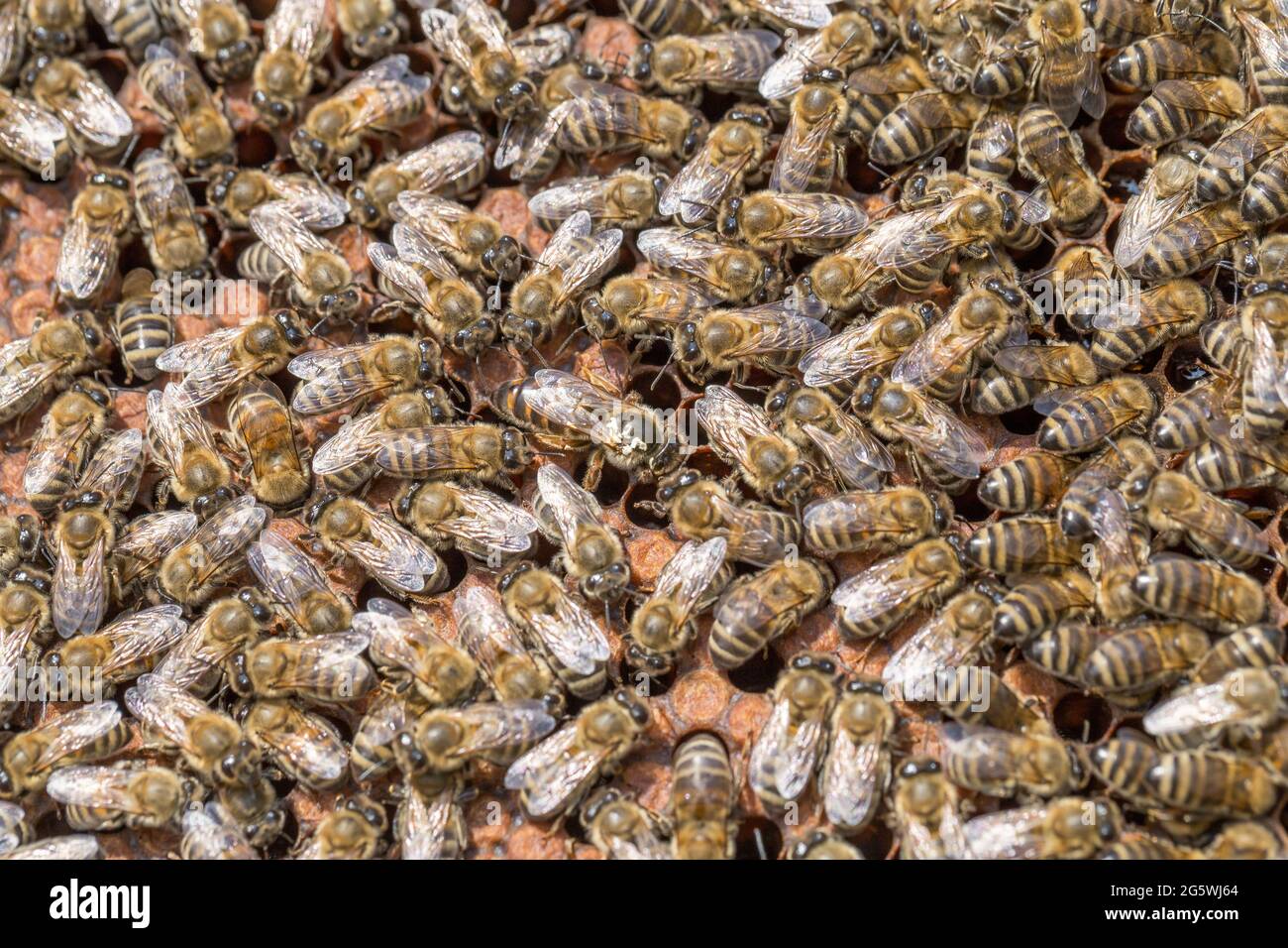 Panal de miel, abejas, miel en sellado y no sellado su célula y polen - cierre Foto de stock