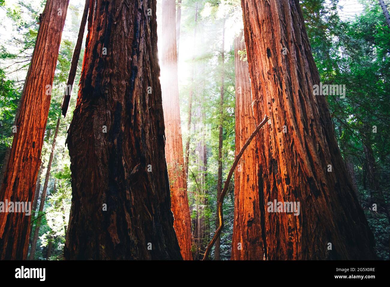 Sol brillando a través de los árboles de secoya en el Monumento Nacional Muir Woods en California Foto de stock