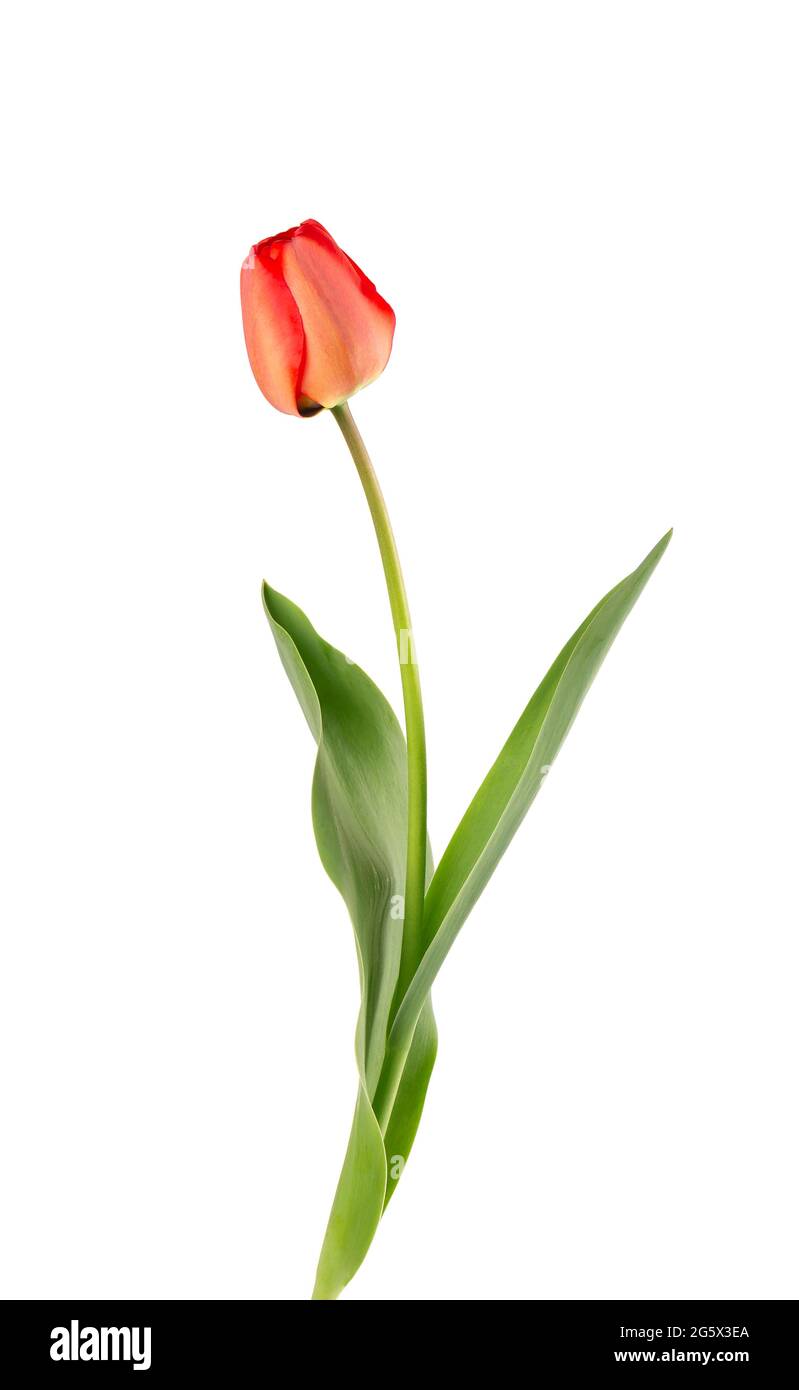Flor de tulipanes en un tallo largo con hojas, aisladas sobre fondo blanco.  Hermosas flores de primavera Fotografía de stock - Alamy
