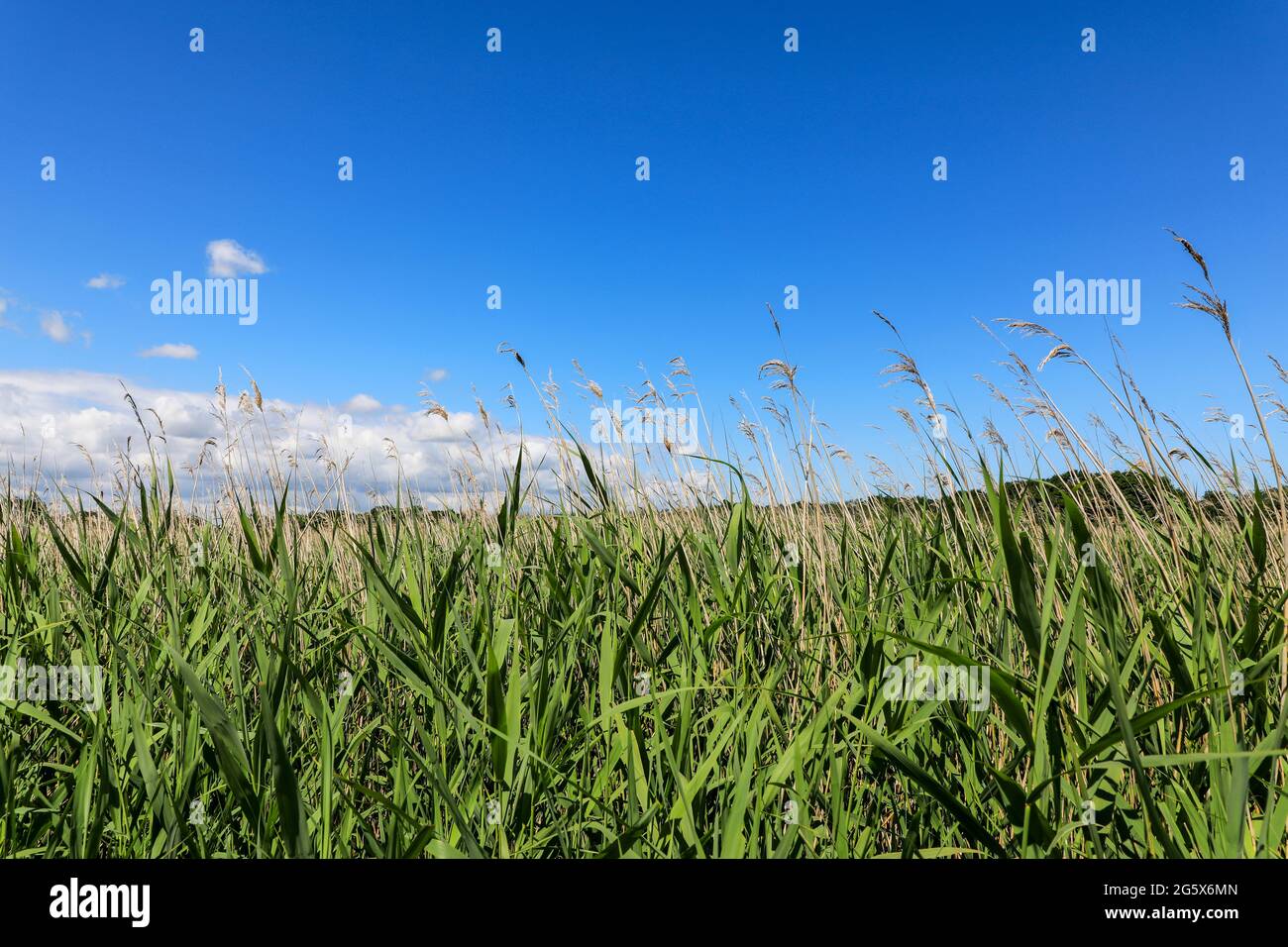 Norfolk Reeds (Phragmits australis) en un lecho de caña en Hickling Broad, Norfolk Broads, Norfolk, Inglaterra, Reino Unido Foto de stock