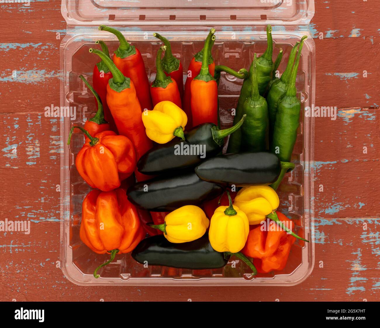 Vista de planta de chiles variados en una caja de plástico transparente, sobre un fondo de madera marrón y azul. Foto de stock