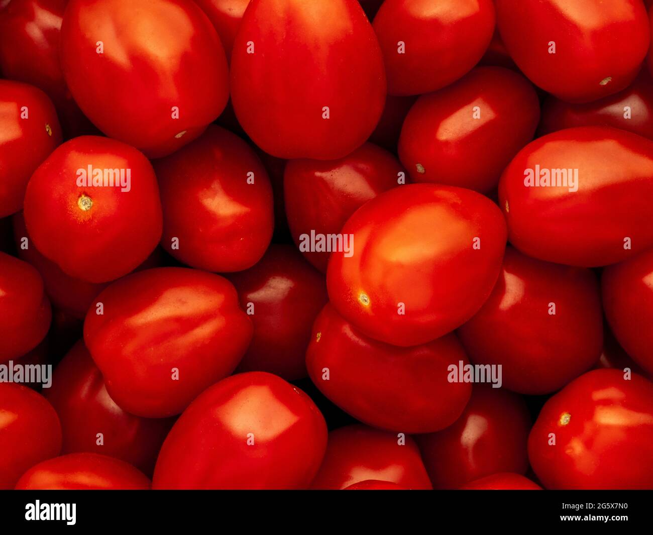 Vista en planta de tomates ciruelos pequeños. Foto de stock