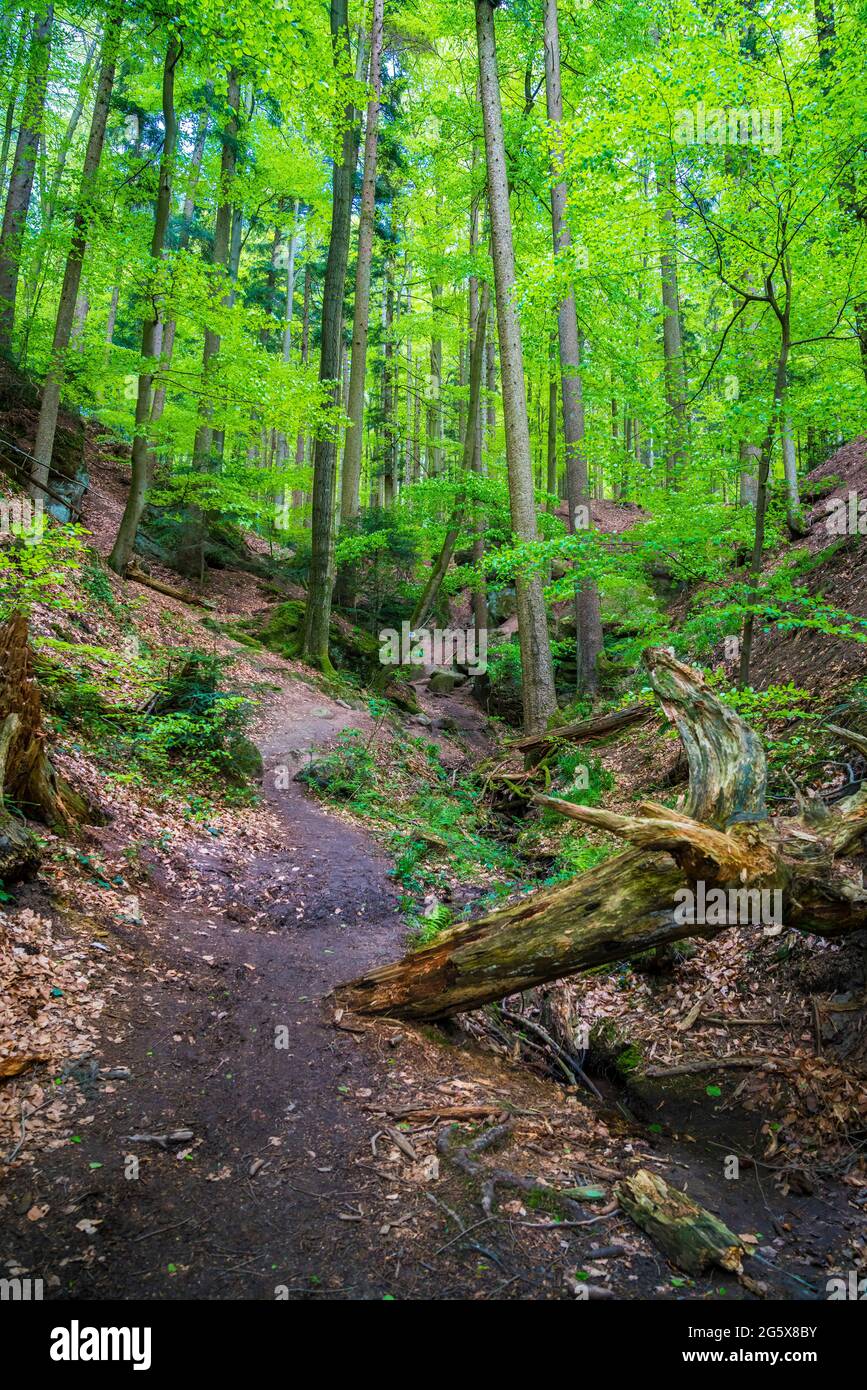 Alemania, Verde mágico bosque místico naturaleza paisaje de árboles junto a la ruta de senderismo Foto de stock