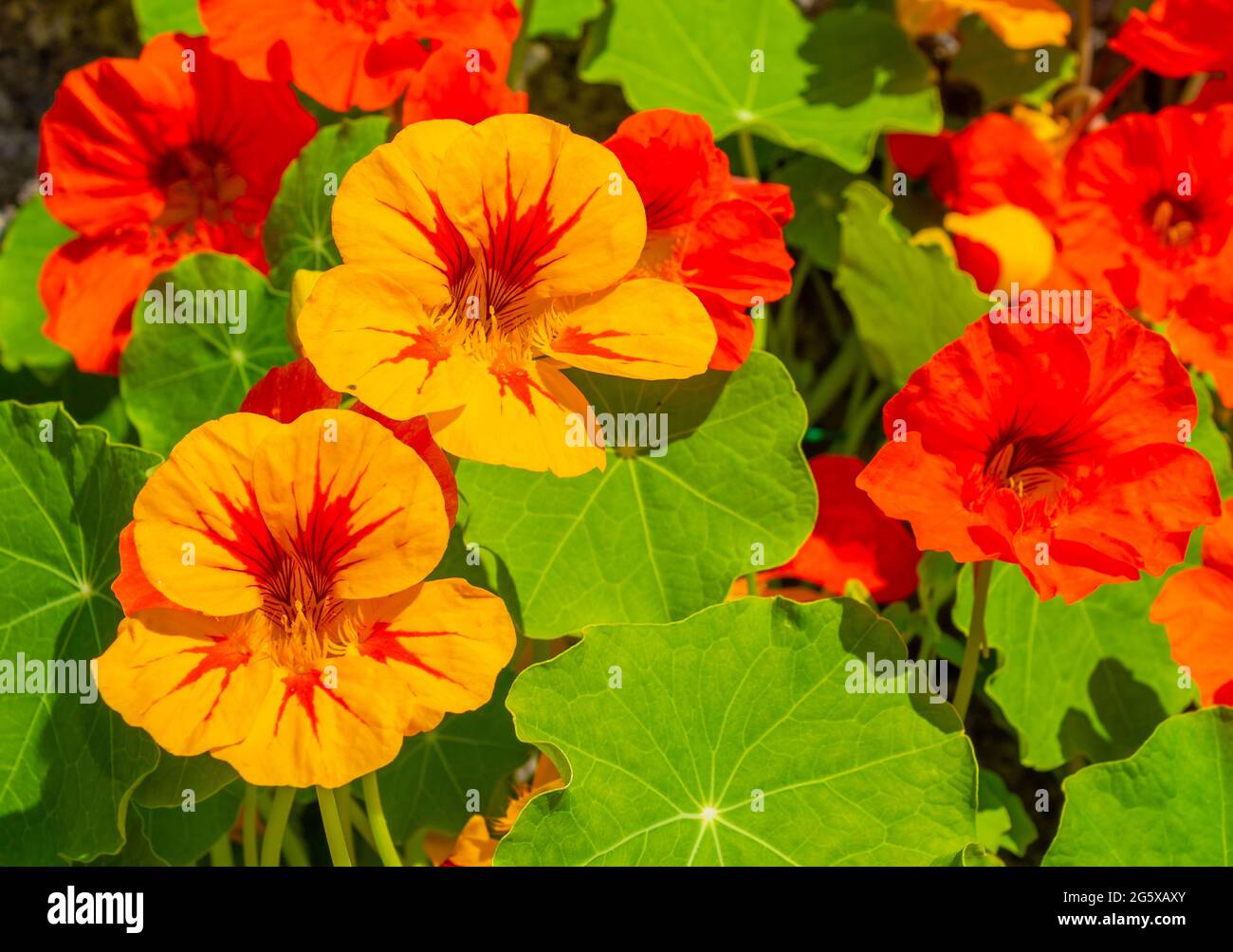 Nasturtiums Tropaeolum majus en plena floración veraniega Foto de stock