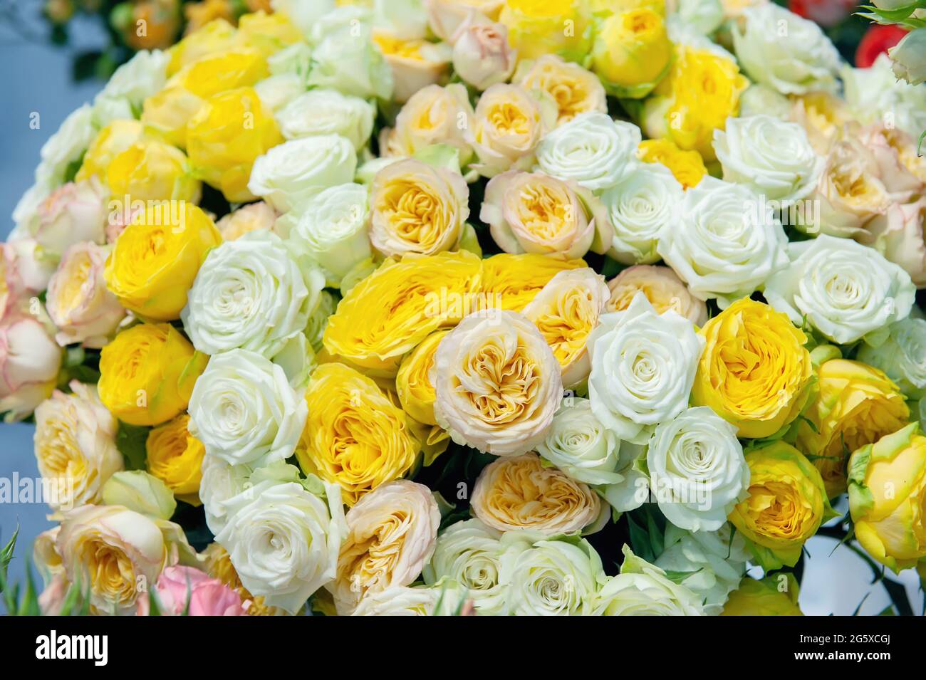 ramo grande de rosas blancas y amarillas en forma de peonías. Las rosas  grandes se recogen en un gran ramo de regalo. Fondo natural Fotografía de  stock - Alamy