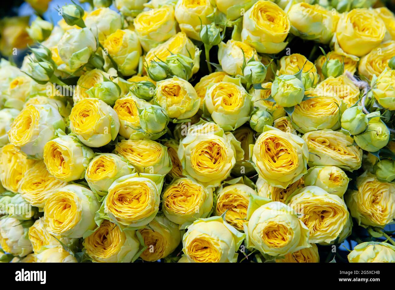 ramo grande de rosas amarillas en forma de peonías. Las rosas hermosas  grandes se recogen en un ramo grande del regalo. Fondo natural Fotografía  de stock - Alamy