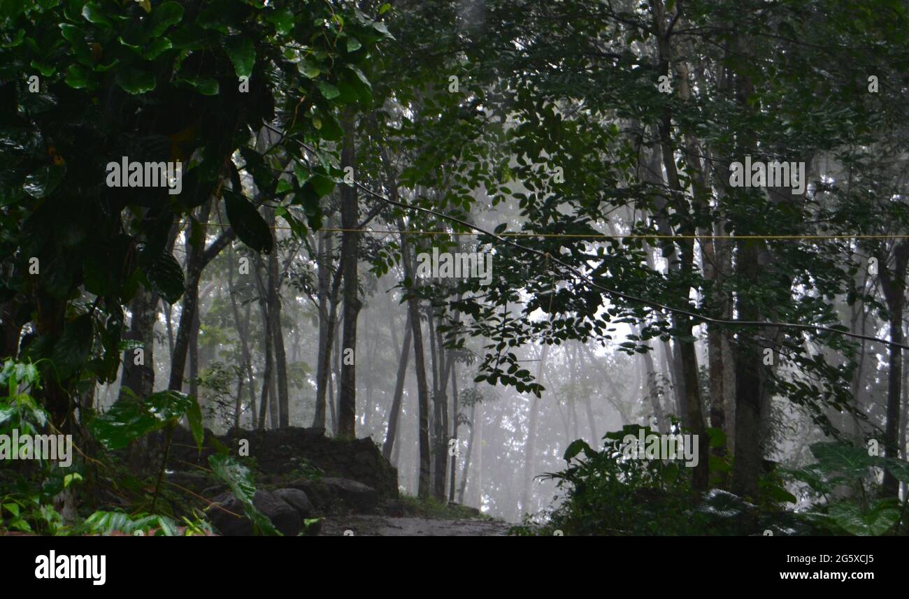 Después de la lluvia nieva entre los árboles - Kerala , Athikayam Foto de stock