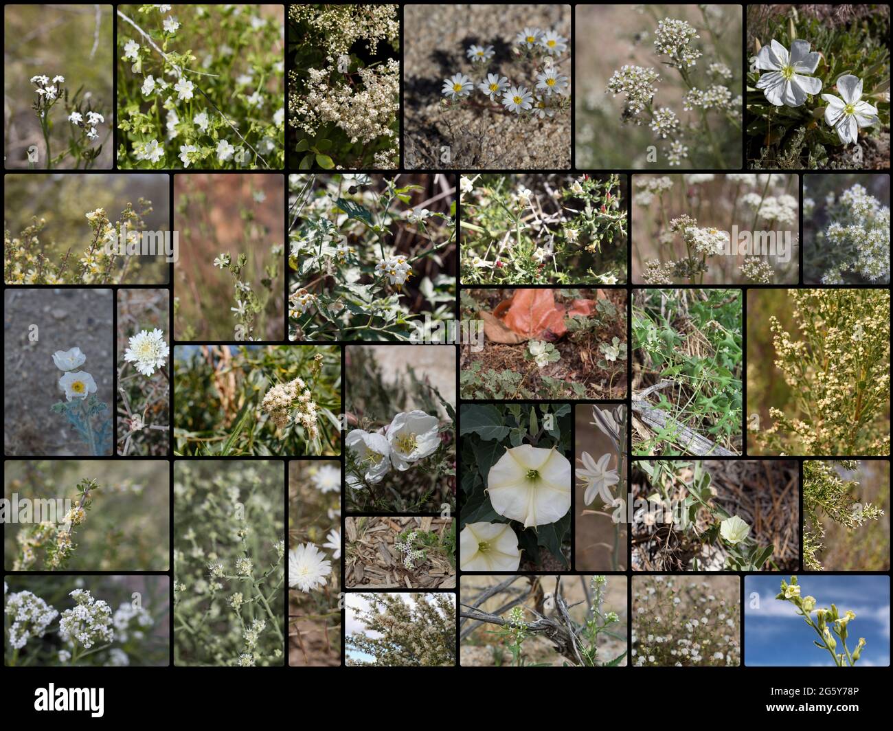 32 especies de plantas indígenas del sur de California que florecen blancas crecen silvestres en su hábitat nativo. Fotografiado durante 2020. Foto de stock