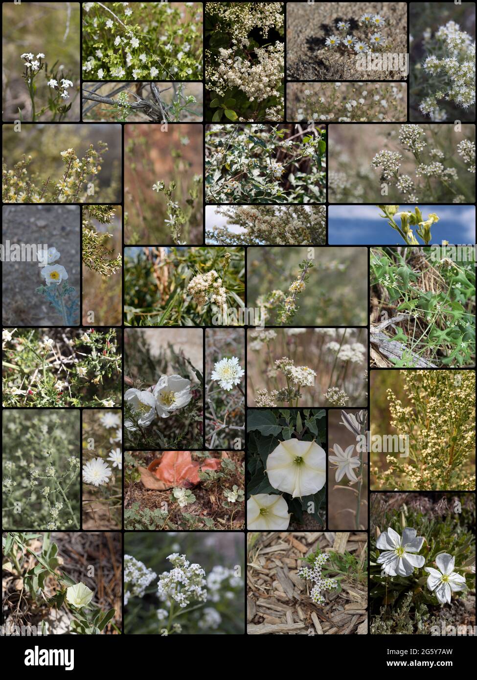 32 especies de plantas indígenas del sur de California que florecen blancas crecen silvestres en su hábitat nativo. Fotografiado durante 2020. Foto de stock