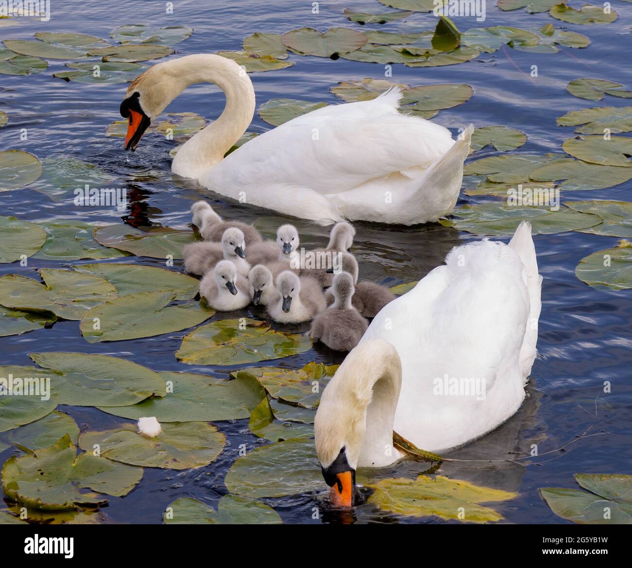 Mute Swan Cygnus olor con Cygnets nadando a través de lilly pads Foto de stock