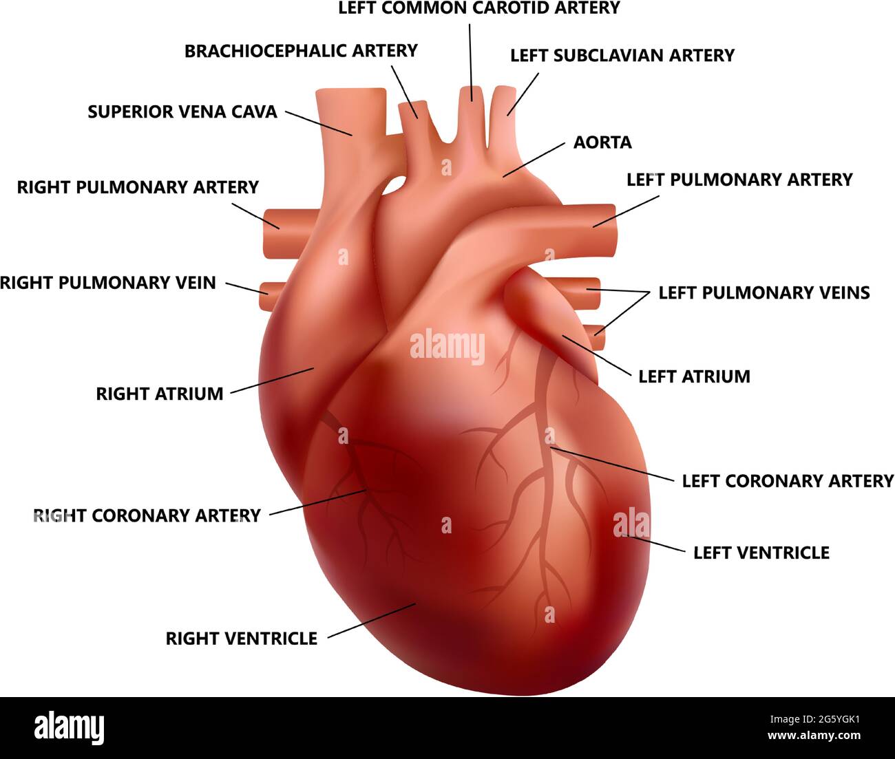 Anatomía cardíaca realista con descripciones. Diagrama de la ilustración  del corazón humano Imagen Vector de stock - Alamy