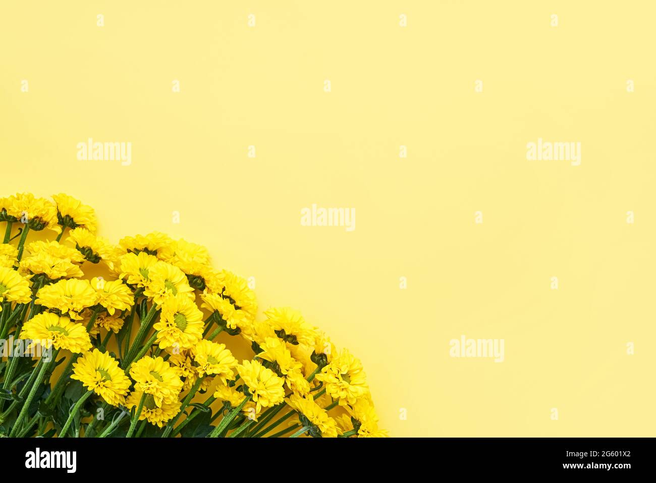 Ramo de flores amarillo de crisantema sobre fondo amarillo. Día de la Madre, concepto de celebración de cumpleaños. Vista superior, espacio de copia Foto de stock