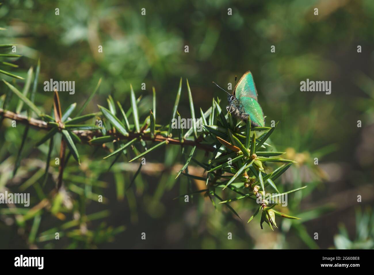 Tranquila escena primaveral con cerca de la mariposa verde hairstreak en un bosque de hojas perennes en un arbusto de enebro, Tirol, Austria Foto de stock