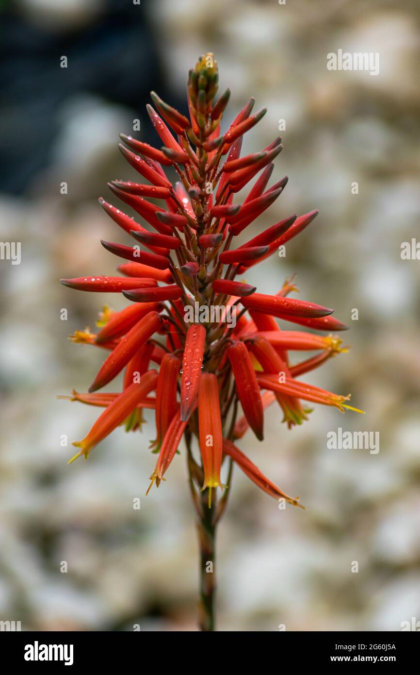 Semillas de Aloe Vera y semillas de flores rojizas Fotografía de stock -  Alamy