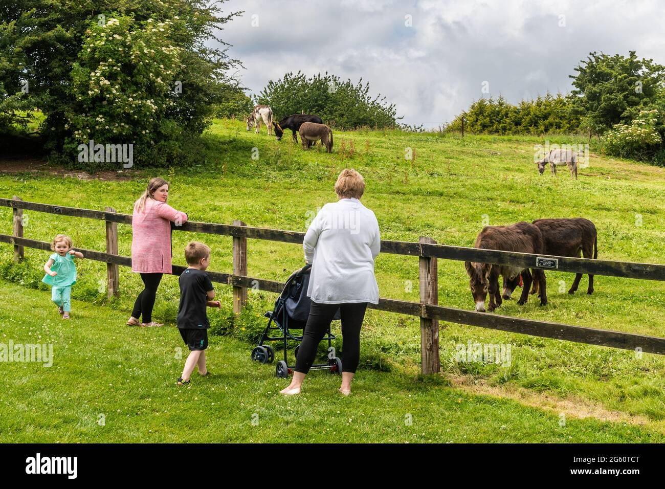 Liscarroll, Co. Cork, Irlanda. 1st de julio de 2021. El Santuario de Donkey en Liscarroll reabrió hoy después de estar cerrado al público desde marzo de 2020. El santuario estaba lleno para los visitantes que todos disfrutaron de estar con los burros. Crédito: AG News/Alamy Live News Foto de stock