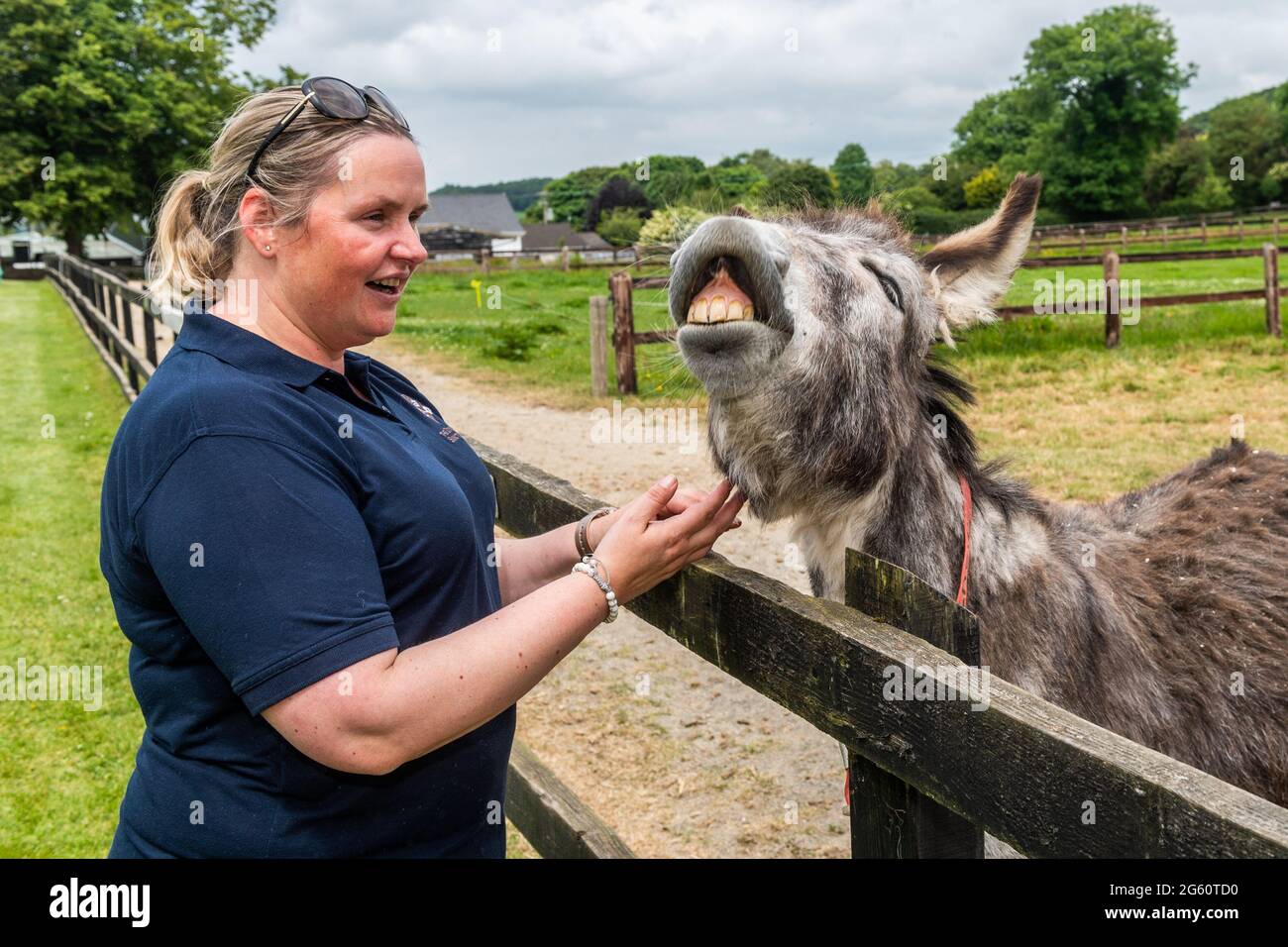 Liscarroll, Co. Cork, Irlanda. 1st de julio de 2021. El Santuario de Donkey en Liscarroll reabrió hoy después de estar cerrado al público desde marzo de 2020. El santuario estaba lleno para los visitantes que todos disfrutaron de estar con los burros. Aishling O'Sullivan, PR Ofiicer con el santuario, compartió una broma con 'Jacksie'. Crédito: AG News/Alamy Live News Foto de stock