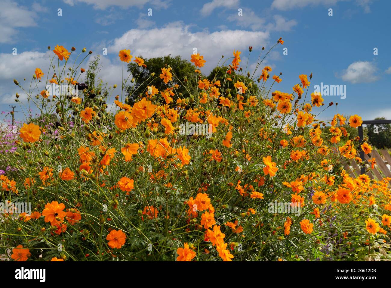 Francia, Ille et Vilaine, Corps Nuds, La Lande aux Pitois, Les Jardins Rocambole, huertas artísticas y jardines botánicos en la agricultura orgánica, un encuentro entre el arte y la naturaleza, macizo fmoral del Cosmos sulfuroso o Cosmos Klondike, considerado una planta invasora en los Estados Unidos y Brasil Foto de stock