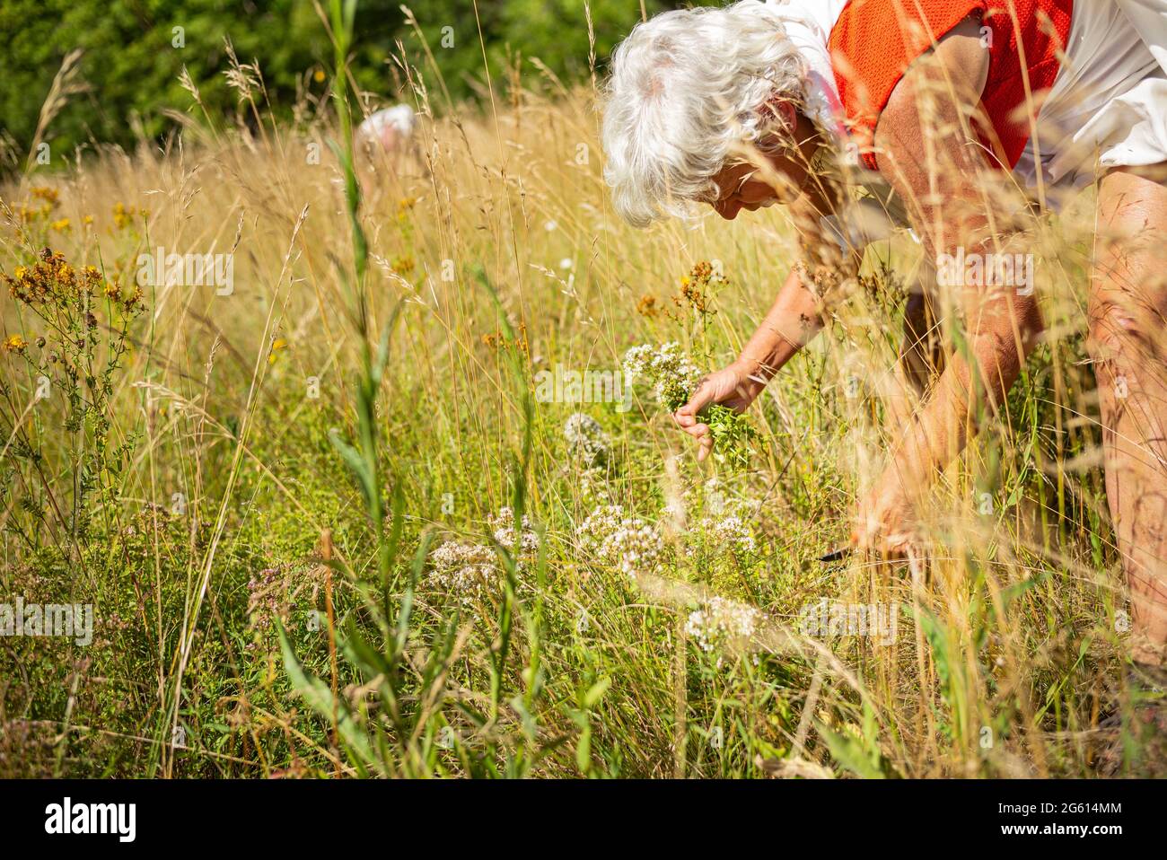 Francia, Alpes de Alta Provenza, Castellane, Brans aldea, la recogida de singles salvajes con Christine BLANC GALLEANO, Origano o mejorana salvaje (Origanum vulgare) Foto de stock