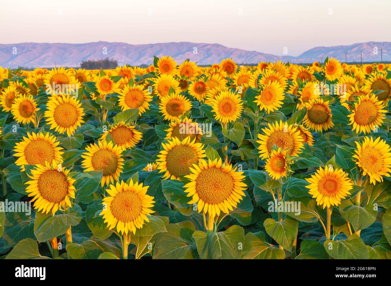 Campo de girasoles florecientes al amanecer en California Central Valley, EE.UU., a principios del verano. Foto de stock