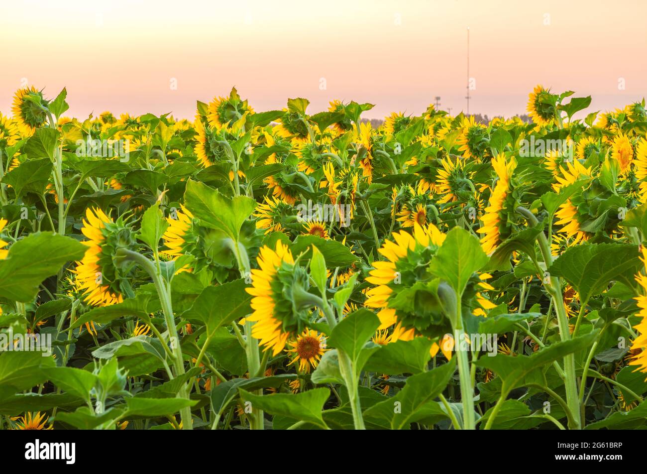 Campo de girasoles florecientes al amanecer en California Central Valley, EE.UU., a principios del verano. Foto de stock