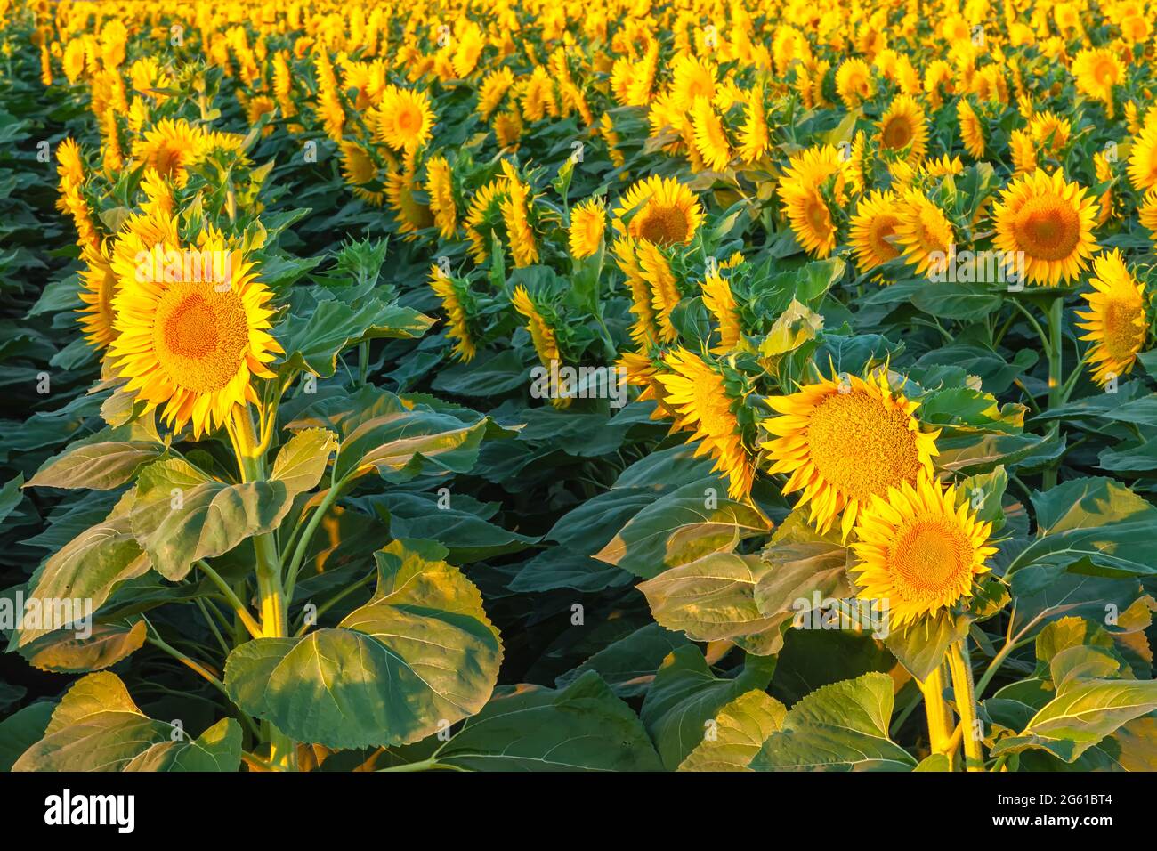 Campo de girasoles florecientes a primera hora de la mañana en California Central Valley, EE.UU., a principios del verano. Foto de stock