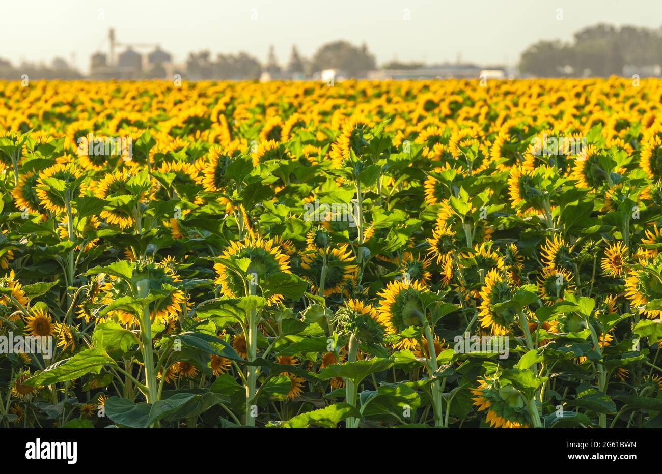 Campo de girasoles florecientes a primera hora de la mañana en California Central Valley, EE.UU., a principios del verano. Foto de stock